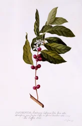 The Coffee Tree